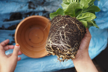 Preparing to transplant a healthy plant from its pot