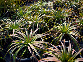 Obraz premium A view of several potted mangave bad hair day plants, on display at a local nursery.