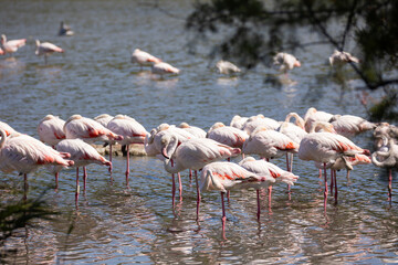 Large flock of giant flamingos is located in quiet calm lake. Birds in their natural habitat, nature reserve, housing estate tourism