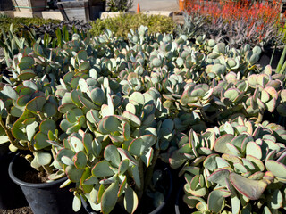 A view of several several silver jade plants, on display at a local nursery.