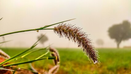 Cenchrus Ciliaris grass flowers with water drops, blossoming flowers of Cenchrus Ciliaris plant in winter morning