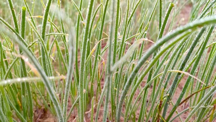 Dew drops on onion seedling crop in winter morning