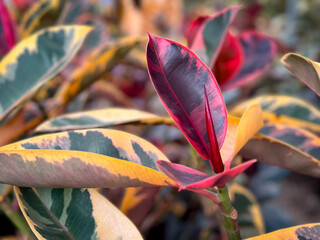A view of the leaves of the Ficus Elastica Ruby plant, on display at a local nursery.