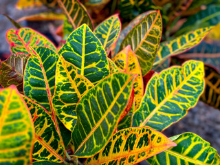A view a croton petra plant. © DAVID