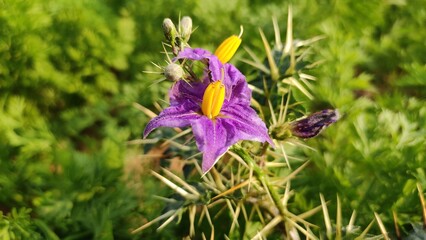 Solanum Virginianum  flowers, flowering Surattense Nightshade plant
