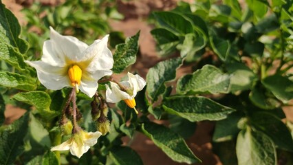 Potato plant flowers in field, blooming potato flowers, close up view