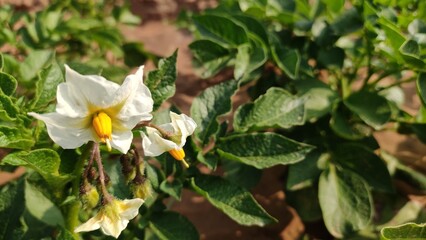 Potato plant flowers in field, blooming potato flowers, close up view