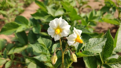 Potato plant flowers in field, blooming potato flowers, close up view