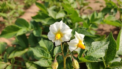 Potato plant flowers in field, blooming potato flowers, close up view