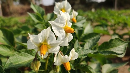 Potato plant flowers in field, blooming potato flowers, close up view