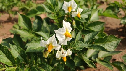 Potato plant flowers in field, blooming potato flowers close up view
