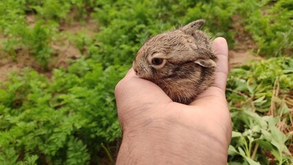 small rabbit in the hands, baby rabbit in the hand