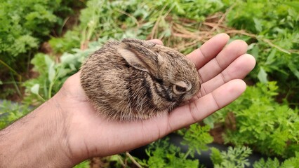 small rabbit in the hands, baby rabbit in the hand
