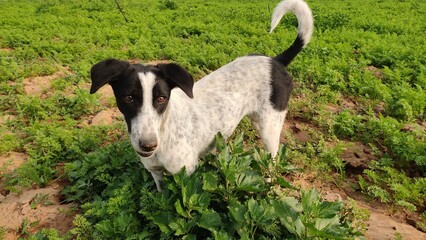 Dog in the field, dog in the carrot crop field 