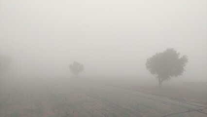 fog in winter morning, fog over the trees, foggy weather cinematic view, hiding trees in fog