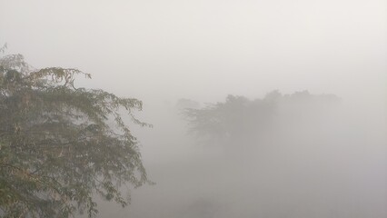 fog in winter morning, fog over the trees, foggy weather cinematic view, hiding trees in fog