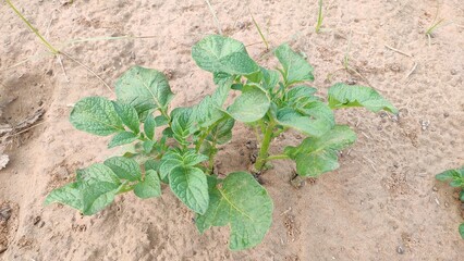 Growing up potato plant in field