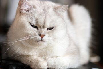 white cat on the table