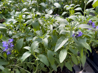 A view of the leaves of a mealy sage plant.