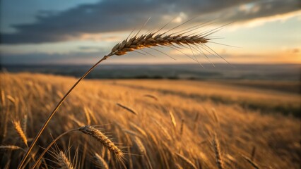 Fototapeta premium Golden Hour Barley Harvest: Portrait Photography of a Ripe Wheat Field
