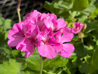 A view of some pink zonal geranium flowers, on display at the nursery.