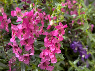 A view of some pink summer snapdragon flowers, on display at the nursery.