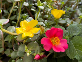 A view of some yellow and pink purslane flowers, on display at the nursery.