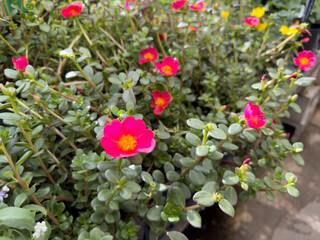 A view of a pink purslane flower, on display at the nursery.