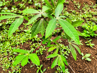 Newly growing cassava tree leaves
