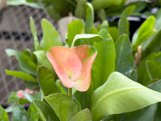 A closeup view of a euphorbia flower, on display at a nursery.