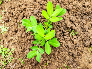 Peanut plants are starting to flower