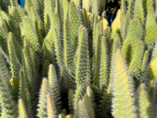 A view of several potted opuntia senilis cactus plants, on display at a nursery.