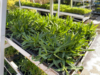 A view of a tray of St. Augustine grass, on display at the nursery.