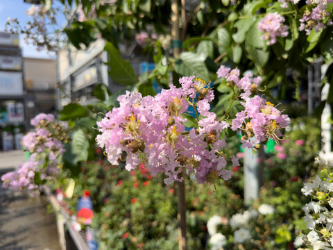 A view of the flowers of a muskogee crape myrtle tree.