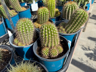 A view of some potted torch cactus plants, on display at the nursery.