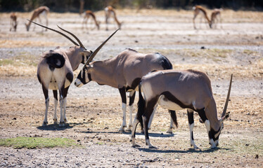 Group of adult South African oryxes with calves quietly feeding on dry grass in desert pasture on summer day..