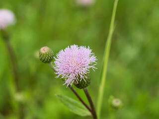 thistle flower in the garden