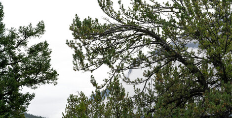 Twisted pines in foreground and cloud covered mountain with partially transparent sky
