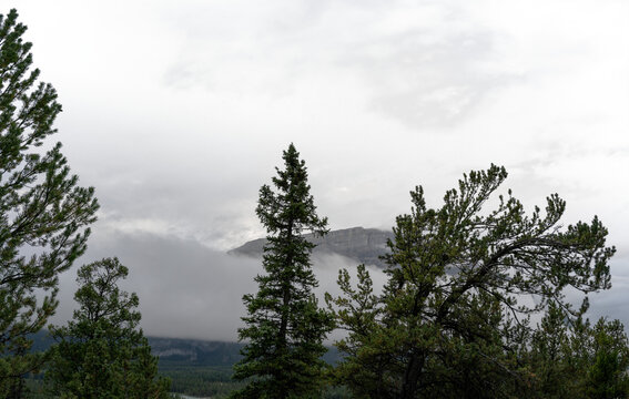Pine and spruce in foreground mountain in distance and partially transparent sky with clouds
 - Powered by Adobe