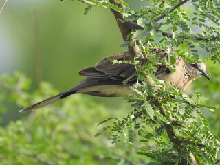 A spotted dove sitting in a bush