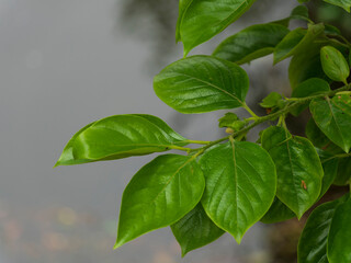 green leaves on a tree