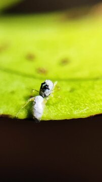 small spider on the leaf