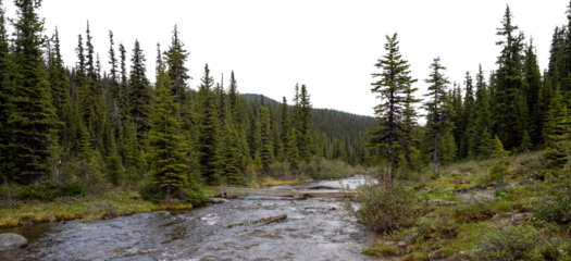 Panorama of a small rocky river running through a mountain forest with transparent sky
