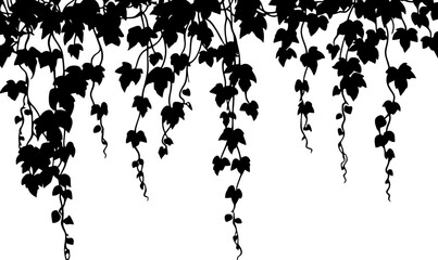 Obraz premium Hanging ivy vine silhouette border