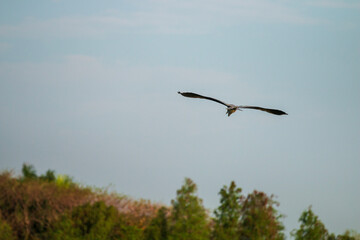 grey heron in flight