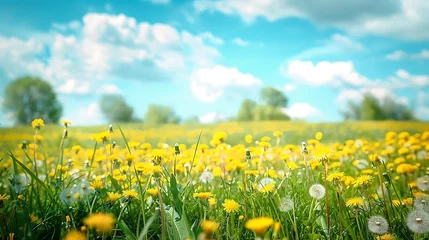  Feld of yellow dandelions and blue sky with clouds, spring landscape © MahmudulHassan