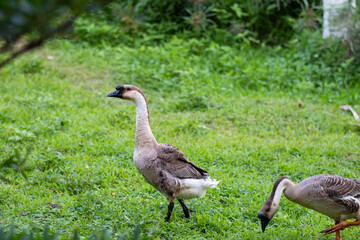 geese on the meadow