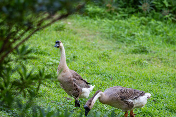 geese on the meadow