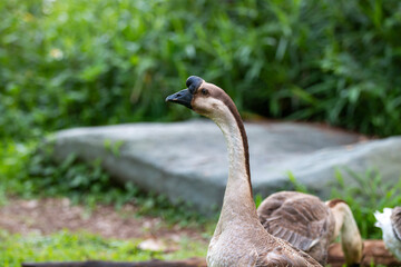 geese on the meadow