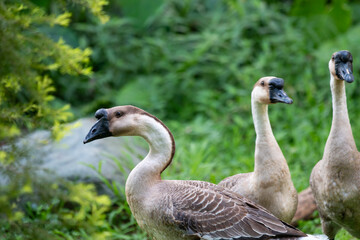 geese on the meadow